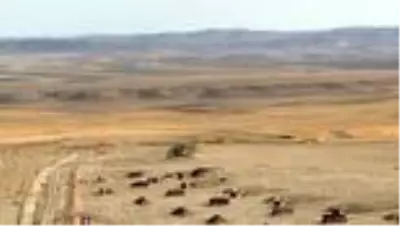 TSK, yerli ve milli silahları ilk kez kullandı! Yapılan atışlar, Azerbaycanlı kardeşlerimize ithaf edildi TSK, yerli ve milli silahları ilk kez kullandı! Yapılan atışlar, Azerbaycanlı kardeşlerimize ithaf edildi