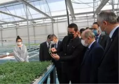 Vali Dağlı, Bafra'da incelemelerde bulundu Vali Dağlı, Bafra'da incelemelerde bulundu