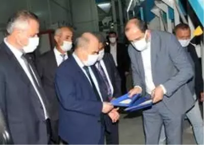 Vali Dağlı, Bafra'da incelemelerde bulundu Vali Dağlı, Bafra'da incelemelerde bulundu