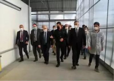 Vali Dağlı, Bafra'da incelemelerde bulundu Vali Dağlı, Bafra'da incelemelerde bulundu