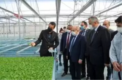Vali Dağlı, Bafra'da incelemelerde bulundu Vali Dağlı, Bafra'da incelemelerde bulundu