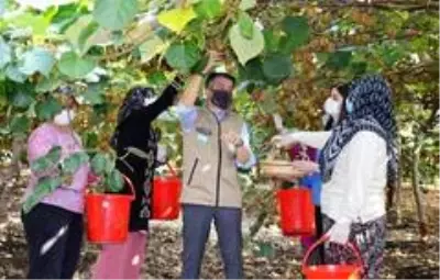 Son dakika haberleri: Bakan Pakdemirli: 'Kivi üretimi 74 bin tona ulaştı' Son dakika haberleri: Bakan Pakdemirli: 'Kivi üretimi 74 bin tona ulaştı'