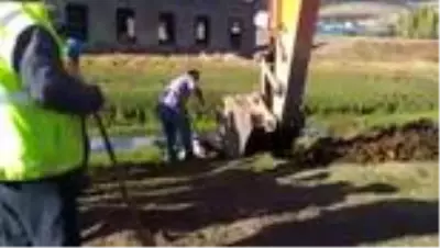 Bataklığa saplanan inek iş makinesiyle kurtarıldı Bataklığa saplanan inek iş makinesiyle kurtarıldı