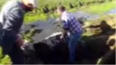 Bataklığa saplanan inek iş makinesiyle kurtarıldı