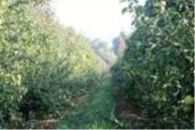 Bursa'da deveci armudu hasadı başladı Bursa'da deveci armudu hasadı başladı