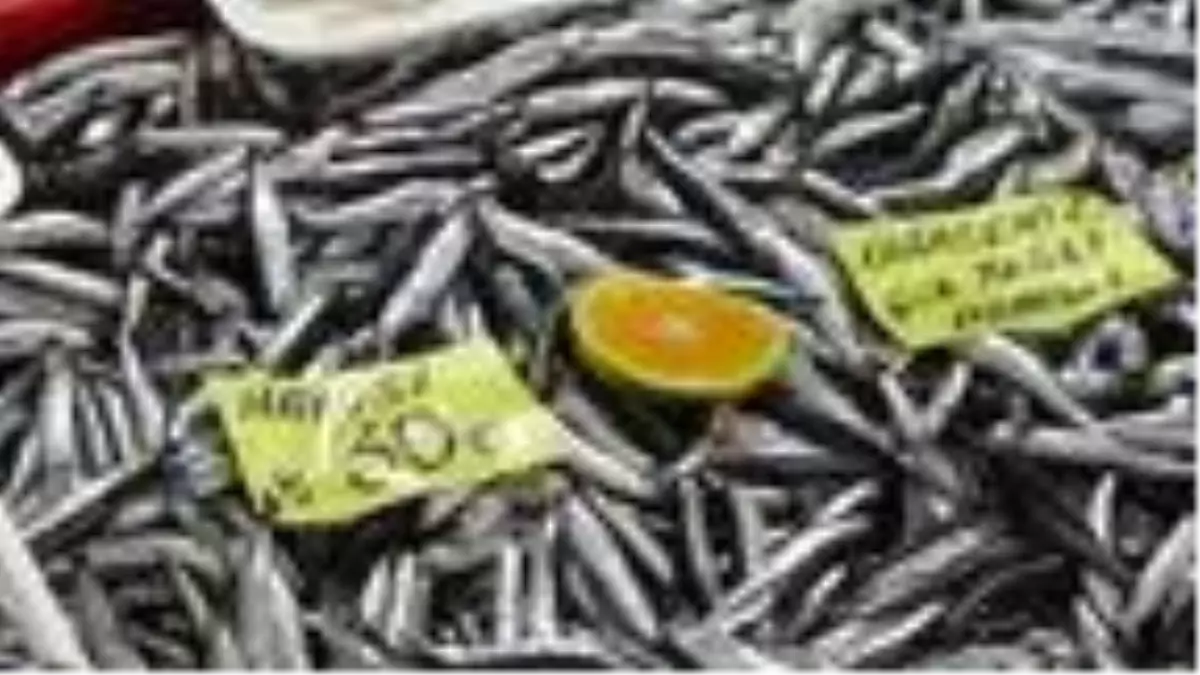 Çanakkaleli balıkçılar: Hamsinin bollaşması ve ucuzlaması havaların soğumasına bağlı