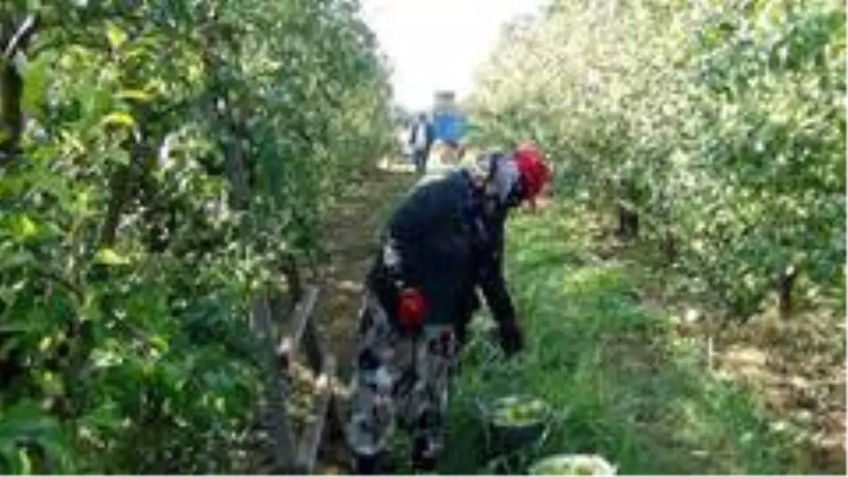 Deveci armudu dalında 3 liraya alıcı buluyor