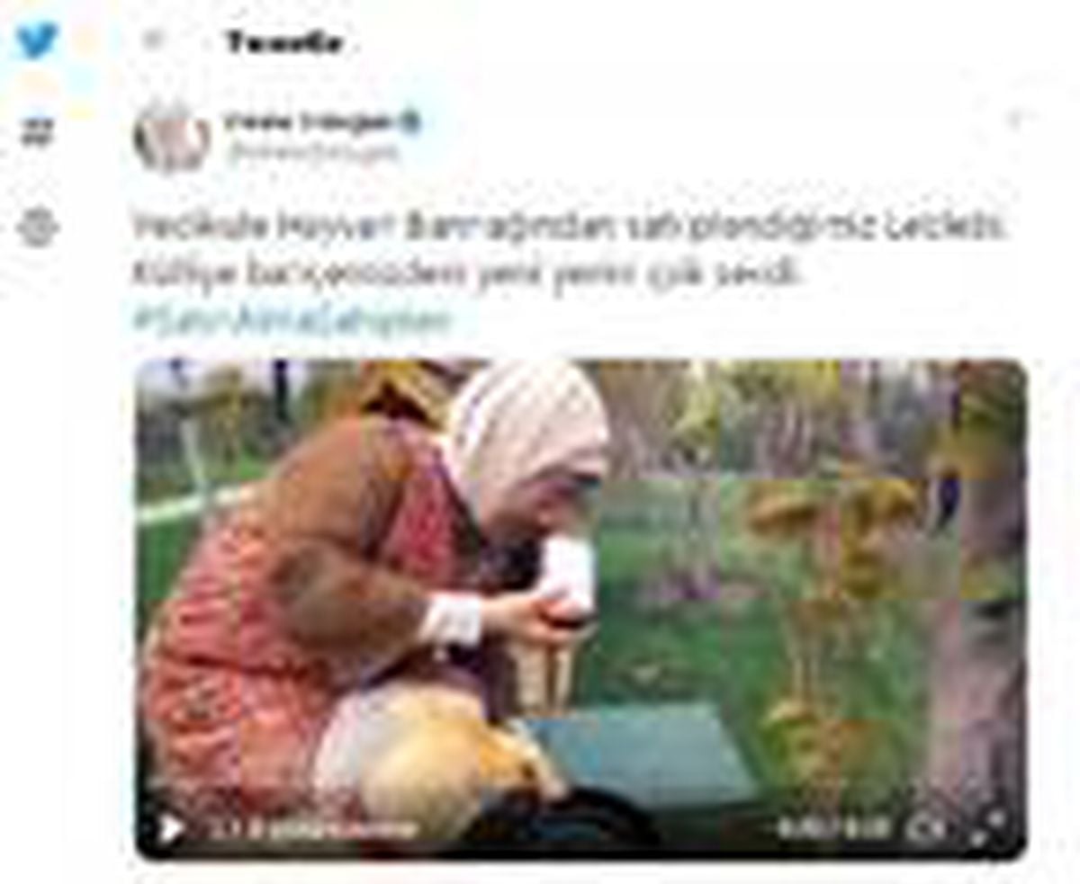 Son dakika... Emine Erdoğan'ın sahiplendiği 'Leblebi', Külliye bahçesinde