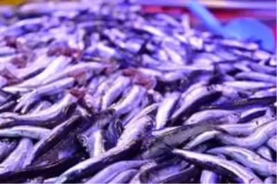 Son dakika haber | Eskişehir'de hamsi fiyatı 50 liraya kadar yükseldi Son dakika haber | Eskişehir'de hamsi fiyatı 50 liraya kadar yükseldi