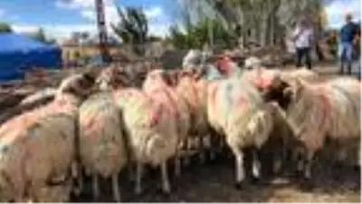 Koçköy'de 'koç katım' töreni Koçköy'de 'koç katım' töreni