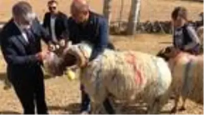 Koçköy'de 'koç katım' töreni Koçköy'de 'koç katım' töreni