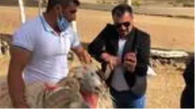 Koçköy'de 'koç katım' töreni Koçköy'de 'koç katım' töreni