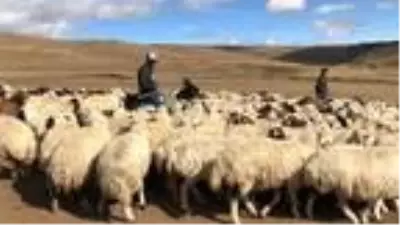 Koçköy'de 'koç katım' töreni Koçköy'de 'koç katım' töreni