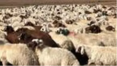 Koçköy'de 'koç katım' töreni Koçköy'de 'koç katım' töreni