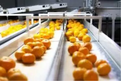 Köyceğiz Belediyesi 120 ton narenciyeyi ihale ile satışa sundu Köyceğiz Belediyesi 120 ton narenciyeyi ihale ile satışa sundu