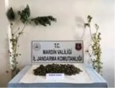 Mardin'de uyuşturucu operasyonu: 2 gözaltı Mardin'de uyuşturucu operasyonu: 2 gözaltı