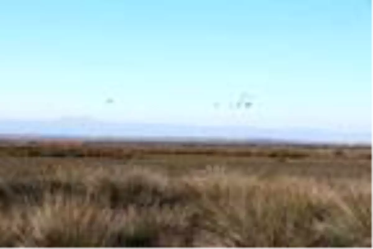 Mavi kuyruklu bülbül, Türkiye'de 4'üncü kez görüldü