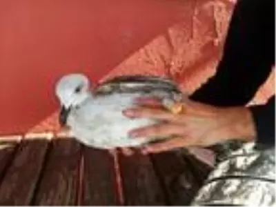 Misinaya dolanan martıyı itfaiye kurtardı Misinaya dolanan martıyı itfaiye kurtardı