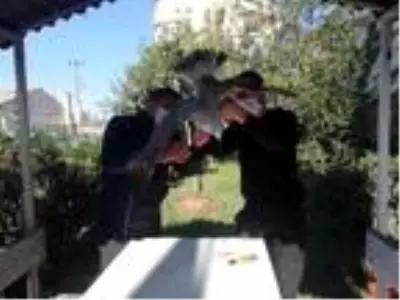 Misinaya dolanan martıyı itfaiye kurtardı Misinaya dolanan martıyı itfaiye kurtardı