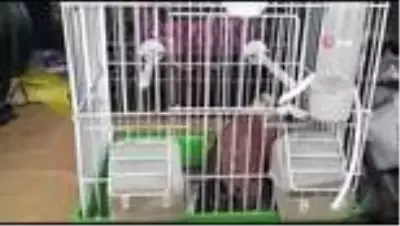 Nesli tükenmekte olan kuşu kediden kurtardı Nesli tükenmekte olan kuşu kediden kurtardı