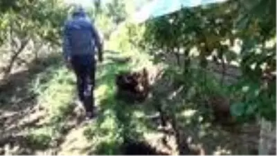 Sağanak sonrası fay hattına akan su geniş yarıklar açtı Sağanak sonrası fay hattına akan su geniş yarıklar açtı