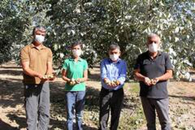 Türkiye'nin en büyük kapama ceviz bahçesinde hasat