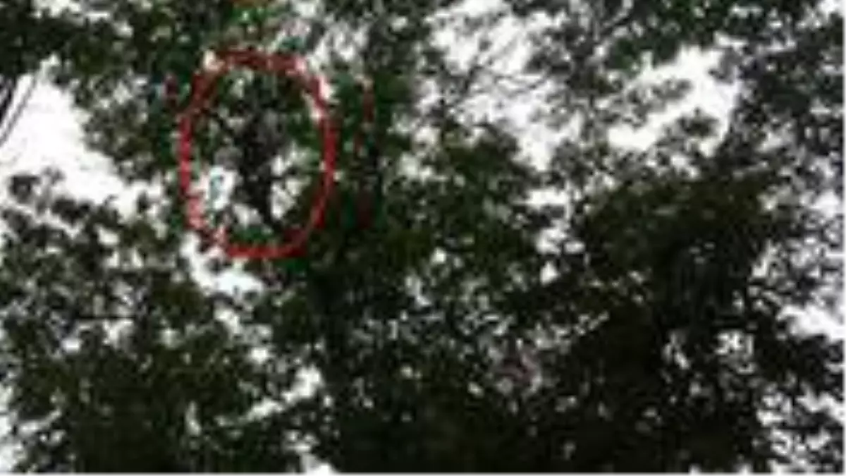 20 metrelik ağaçlara tırmanıp meyve silkeleyerek günlük 400 lira kazanıyor