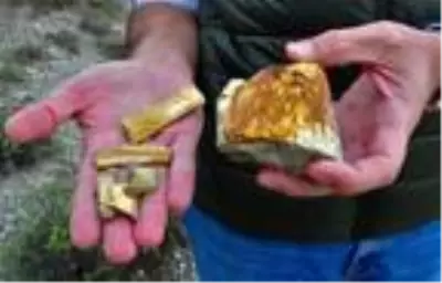 21 milyon yıllık fosil ağaç ormanı tehlikede 21 milyon yıllık fosil ağaç ormanı tehlikede