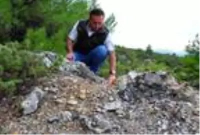 21 milyon yıllık fosil ağaç ormanı tehlikede 21 milyon yıllık fosil ağaç ormanı tehlikede