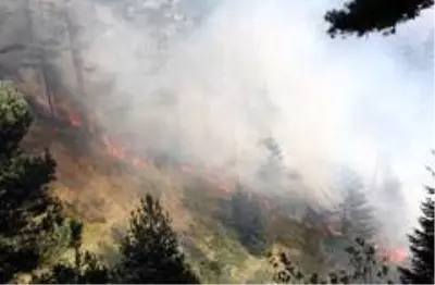 Kastamonu'da iki farklı noktada 3 gündür devam eden orman yangını söndürülemiyor Kastamonu'da iki farklı noktada 3 gündür devam eden orman yangını söndürülemiyor