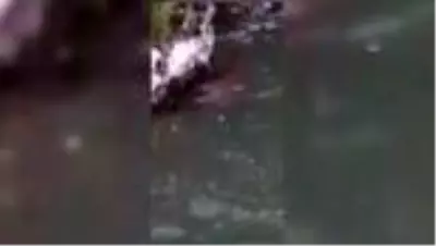 Ankara Kirmir Çayı'nda su samuru görüntülendi Ankara Kirmir Çayı'nda su samuru görüntülendi