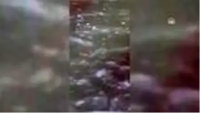 Ankara Kirmir Çayı'nda su samuru görüntülendi Ankara Kirmir Çayı'nda su samuru görüntülendi