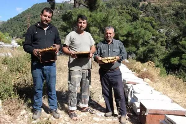 Aydın'da esrarengiz olay! Arılar, Arapça yazılar yazıp kovanlarını terk ediyor Aydın'da esrarengiz olay! Arılar, Arapça yazılar yazıp kovanlarını terk ediyor