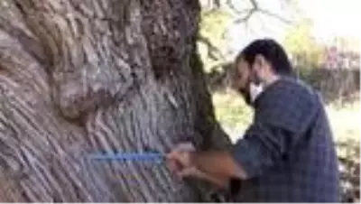 Artvin'de 1500-2 bin yıllık armut ağacı tespit edildi Artvin'de 1500-2 bin yıllık armut ağacı tespit edildi