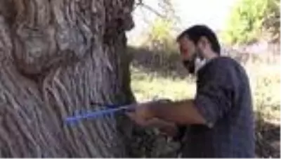 Artvin'de 1500-2 bin yıllık armut ağacı tespit edildi Artvin'de 1500-2 bin yıllık armut ağacı tespit edildi
