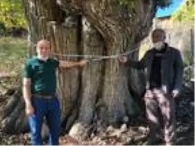 Artvin'de, 2 bin yıllık armut ağacı tescil ediliyor Artvin'de, 2 bin yıllık armut ağacı tescil ediliyor
