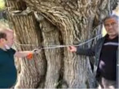 Artvin'de, 2 bin yıllık armut ağacı tescil ediliyor Artvin'de, 2 bin yıllık armut ağacı tescil ediliyor
