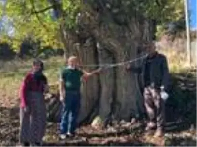 Artvin'de, 2 bin yıllık armut ağacı tescil ediliyor Artvin'de, 2 bin yıllık armut ağacı tescil ediliyor