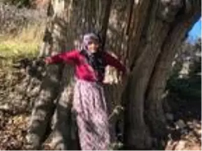 Artvin'de, 2 bin yıllık armut ağacı tescil ediliyor Artvin'de, 2 bin yıllık armut ağacı tescil ediliyor