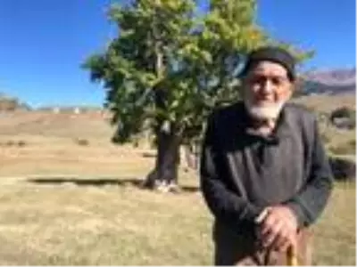 Artvin'de, 2 bin yıllık armut ağacı tescil ediliyor Artvin'de, 2 bin yıllık armut ağacı tescil ediliyor