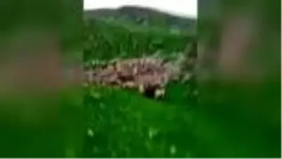 Ayı yavrusuna köpeklerini saldırtan kişiye para cezası Ayı yavrusuna köpeklerini saldırtan kişiye para cezası