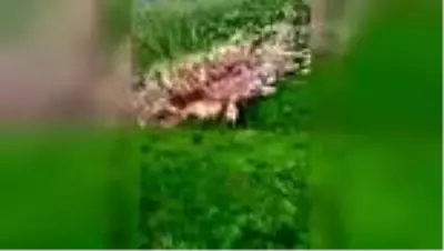 Ayı yavrusuna köpeklerini saldırtan kişiye para cezası Ayı yavrusuna köpeklerini saldırtan kişiye para cezası