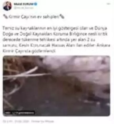 Ankara Kirmir Çayı'nda su samuru görüntülendi Ankara Kirmir Çayı'nda su samuru görüntülendi