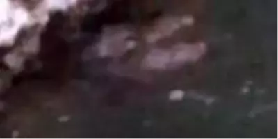Ankara Kirmir Çayı'nda su samuru görüntülendi Ankara Kirmir Çayı'nda su samuru görüntülendi
