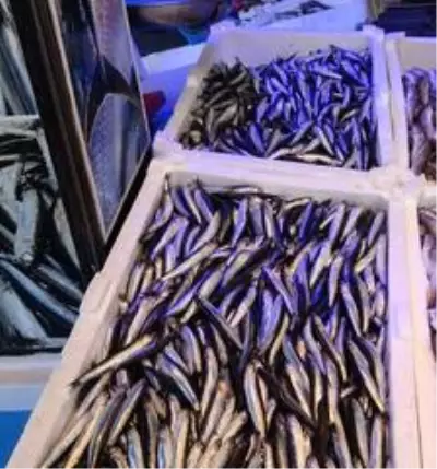 Balık halinde fiyat rekoru hamside Balık halinde fiyat rekoru hamside