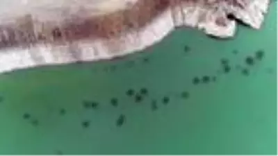 Son dakika! Baraj gölündeki balıkların kümeler halinde durmasının nedeni ortaya çıktı Son dakika! Baraj gölündeki balıkların kümeler halinde durmasının nedeni ortaya çıktı