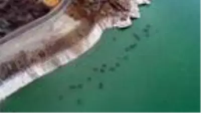 Son dakika! Baraj gölündeki balıkların kümeler halinde durmasının nedeni ortaya çıktı Son dakika! Baraj gölündeki balıkların kümeler halinde durmasının nedeni ortaya çıktı