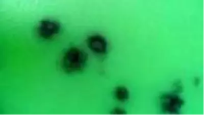 Son dakika! Baraj gölündeki balıkların kümeler halinde durmasının nedeni ortaya çıktı Son dakika! Baraj gölündeki balıkların kümeler halinde durmasının nedeni ortaya çıktı