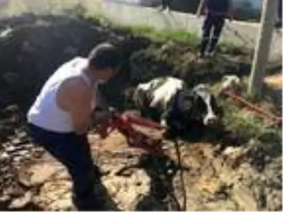 Son dakika haber: Bataklığa saplanan ineği itfaiye kurtardı Son dakika haber: Bataklığa saplanan ineği itfaiye kurtardı