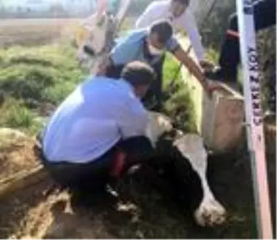 Son dakika haber: Bataklığa saplanan ineği itfaiye kurtardı Son dakika haber: Bataklığa saplanan ineği itfaiye kurtardı